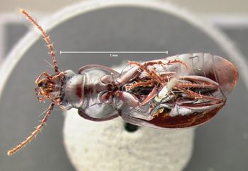 Media type: image;   Entomology 5646 Aspect: habitus ventral view